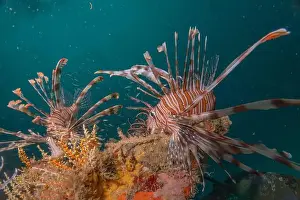 Water Blue Prints: Lionfish in the Red Sea colorful fish, Eilat Israel