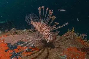 Water Blue Prints: Lionfish in the Red Sea colorful fish, Eilat Israel