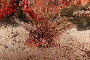 Lion Fish Prints: Lionfish in the Sea of the Philippines