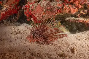 Lion Fish Prints: Lionfish in the Sea of the Philippines