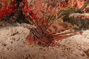 Lion Fish Prints: Lionfish in the Sea of the Philippines