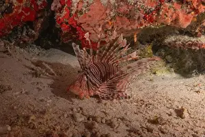 Lion Fish Prints: Lionfish in the Sea of the Philippines