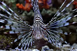 Marine Aquarium Prints: The lionfish shows off its sharp spines
