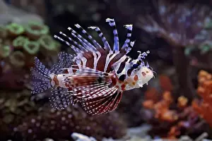 Marine Aquarium Prints: The lionfish shows off its sharp spines