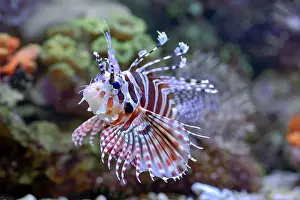 Scorpaenidae Prints: The lionfish shows off its sharp spines