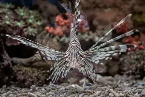 Marine Aquarium Prints: The lionfish shows off its sharp spines