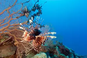 Venom Prints: Two Lionfish swim around a Gorgonian fan coral with blue water behind