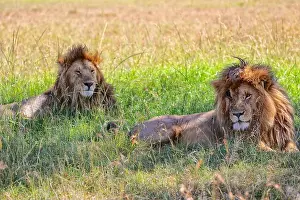 Lioness Prints: two lions resting at the masai mara national park