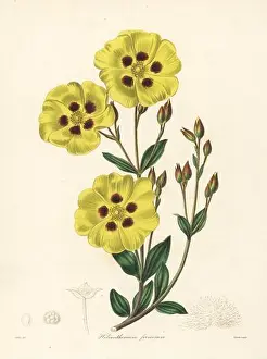 City Of London Prints: Lisbon false sun-rose or woolly rock rose
