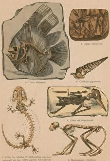Natural History Collection: Lithograph print from a rare work by G.H. Schubert entitled, Illustrated Geology and Paleontology