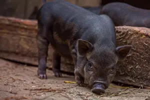 Snout Prints: Little baby Black Pig in sty at farm