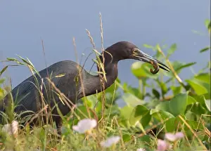 Crustacean Prints: The little blue heron (Egretta caerulea) with caught crawfish