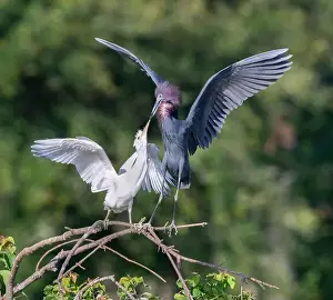 Egretta Prints: The little blue heron (Egretta caerulea) feeding its fledgling at Resoft Park, Texas, USA