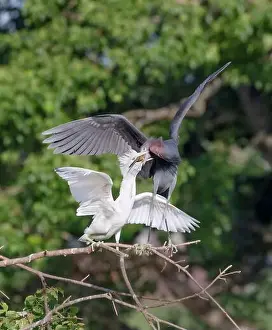 Houston Prints: Little blue heron (Egretta caerulea) feeding its white chick in a tree
