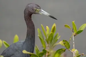 Latitude Prints: Little Blue Heron, Merritt Island National Wildlife Refuge, Florida