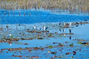 Egretta Thula Prints: Little Blue Heron and Snowy Egrets in a Wetland in St Marks National Wildlife Refuge in Florida