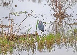 Gulf Coast Prints: Little Blue Heron in a Wetland Pond in the Anahuac National Wildlife Refuge in Texas