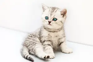 Softness Prints: Little british domestic silver tabby cat