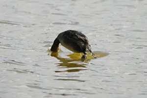 Grebe Prints: Little Grebe (Tachybaptus ruficollis) (or Dabchick) diving for food