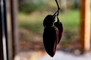 Dark Background Prints: Little red peppers on a twig. Ripe vegetables, dried and shriveled in a dark environment
