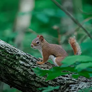 Lovable Prints: little squirrel on a tree branch in the forest