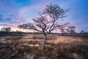 Images Dated 4th June 2017: Little tree with sunrise at summer night in National Park, Torronsuo, Finland