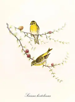 Finch Prints: Two little yellow cute birds on a single thin pine branch