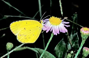 Mimicry Prints: Little Yellow Eurema lisa Brownsville TEXAS United States November Adult Pieridae Coliadinae