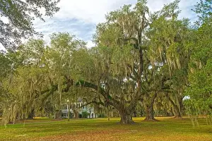 South Carolina Prints: Live Oak on Former Plantation Grounds on the Ernest F