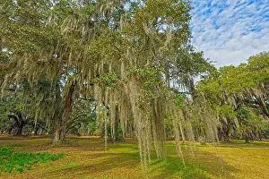 South Carolina Prints: LIve Oak and Spanish Moss on a Former Plantation