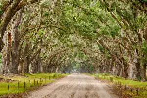 Old Park Prints: Live Oak trees with spanish moss line a road in Savannah, Georgia
