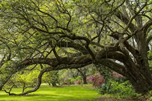 Charleston Prints: Live Oak Tunnel In Spring with blooming azalea gardens