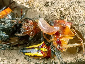Chamber Prints: Live paralysed spiders within a potter wasp nest