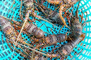 Claw Prints: Live spiny lobsters in a basket. catching lobsters on a farm