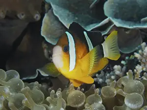 Cnidaria Prints: A lively clownfish, Clark's anemonefish (Amphiprion clarkii)