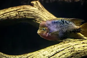 Shimmering Prints: A lively fish is gracefully swimming around in a tank that is situated right next to a wooden log
