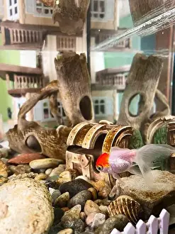 Goldfish Prints: A lively goldfish swims near a small treasure chest and rocks in a detailed aquarium setting