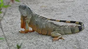 Reptilian Prints: Lively Green Iguana Resting on a Sandy Surface Outdoors