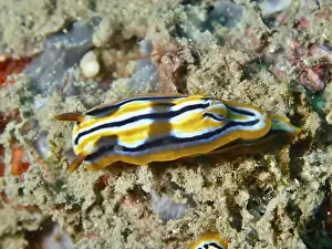 Water Snails Prints: Lively sea snail with striped pattern