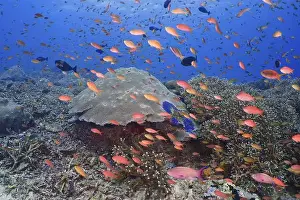 Group Of Animals Prints: Lively underwater school of jewelled bannerfish (Pseudanthias squamipinnis) in front of a large coral reef in the sea