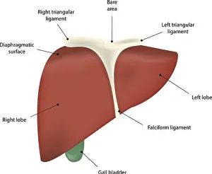 Liver Prints: Liver Labeled Diagram