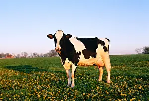 Livestock - Holstein dairy cow in a green pasture with yellow dandelion flowers in late afternoon light / Illinois, USA