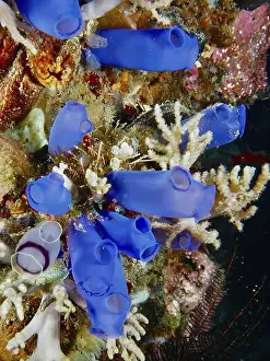 Sea Squirts Prints: Living Blue Sea Squirts (Clavelina coerulea) in the reef