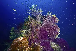 South France Prints: Living corals, Violescent sea-whip (Paramuricea clavata)