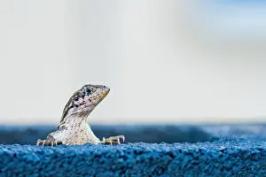 Cold Blooded Prints: Lizard on a fence in South Florida USA