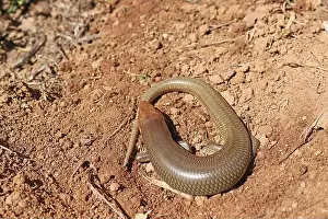 Red Tailed Prints: Lizard, Western red-tailed Skink
