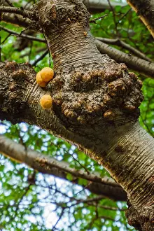 Patagonia Prints: Llao Llao, a fungus from Patagonia, that grows up on Coihues or cypresses branches