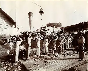 Steamship Prints: Loading Bananas, Port Antonio, Jamaica, ca 1890, by A. Duperly & Sons