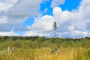 Trees Background Prints: Loan tree left standing in a cleared woodland