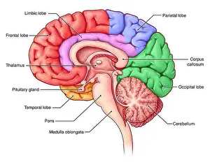 Infographics Prints: Lobes of the Brain, Sagittal View